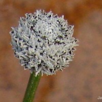 Eriocaulon ceylanicum Körn.